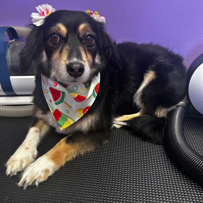 Black dog with flower bows and a watermelon bandana