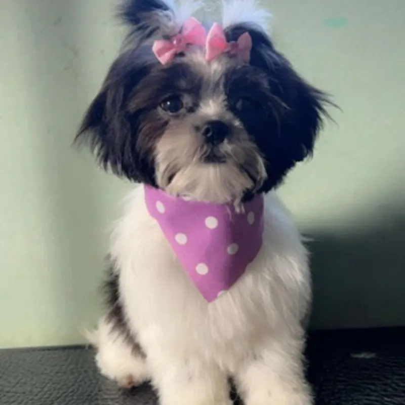 Shih tzu with a pink bow and polka dot bandana